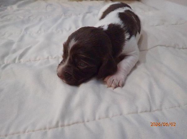 ATHENA