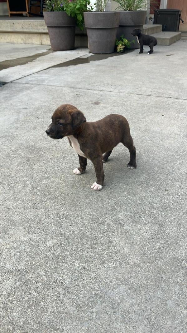 Mountain Cur