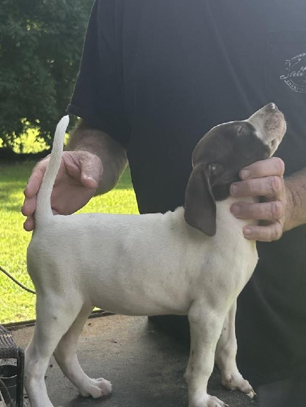 English Pointer