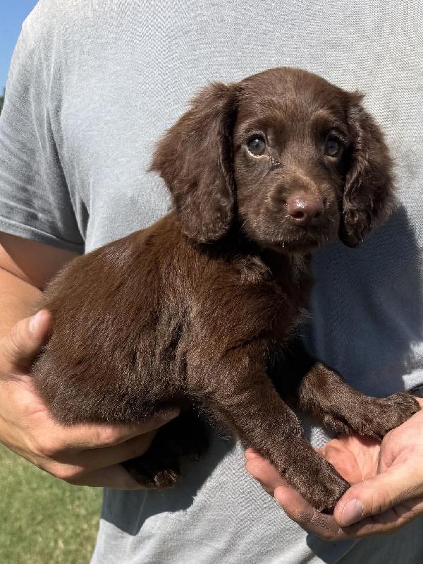 English Cocker Spaniel