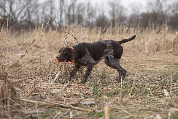 German Shorthaired Pointer