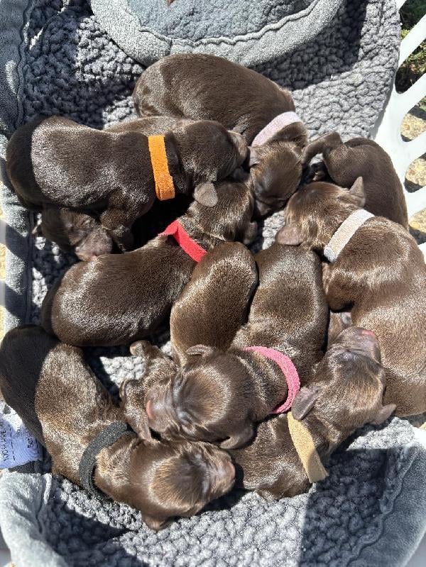 Boykin Spaniels
