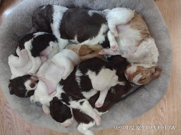 MALE BRITTANY PUPS