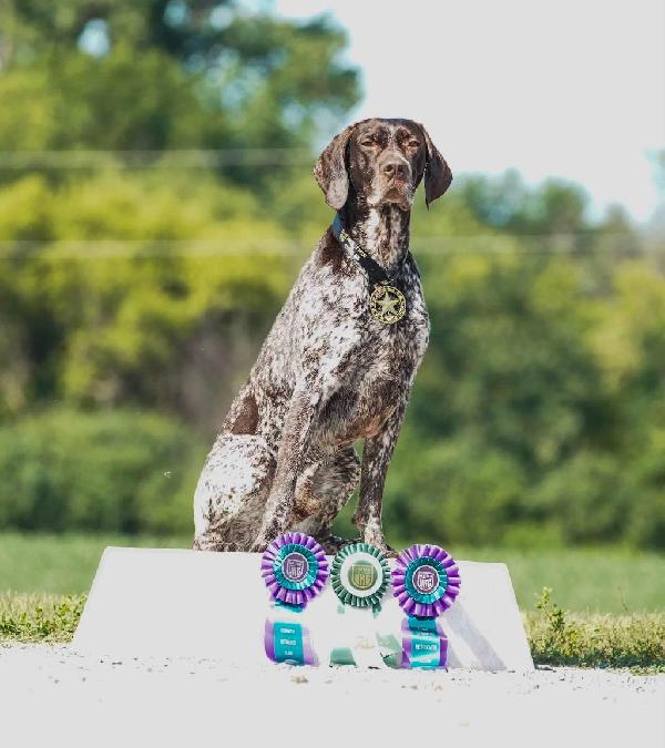 DANKAR’S SOUTHERN COAST OSLO FJORD German Shorthaired Pointer