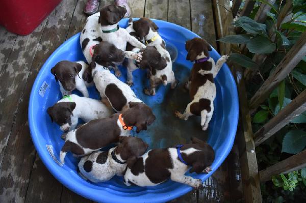AKC GSP German Shorthaired Pointer