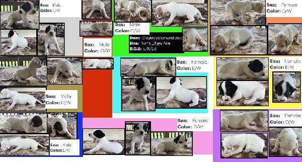 English Pointer