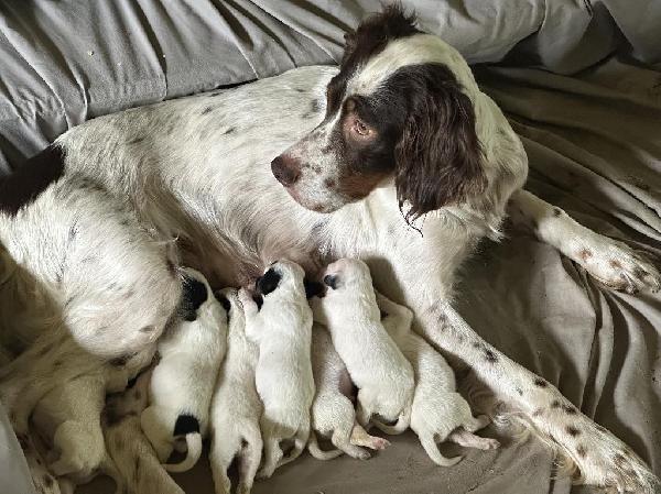 OLD FASHION ENGLISH SETTER GROUSE DOGS