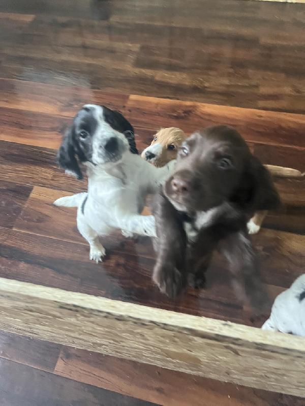 Liver roan cocker spaniel hot sale puppies