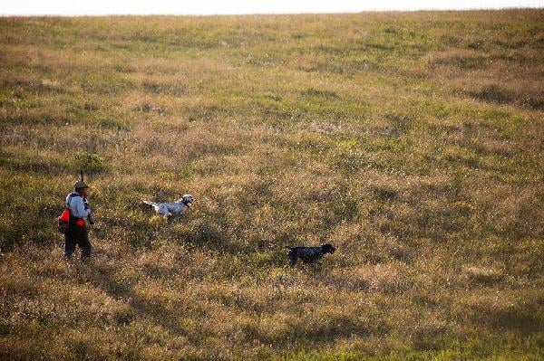 HARD RUNNING WILD BIRD DOG English Setter
