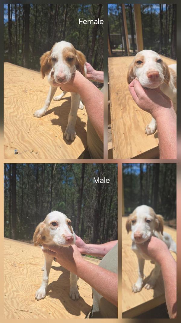 English Setter
