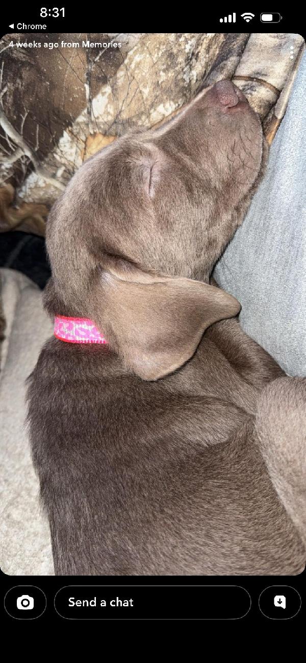 LUI 3 MONTH OLD SILVER LAB Labrador Retriever