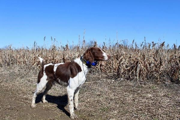American Brittany