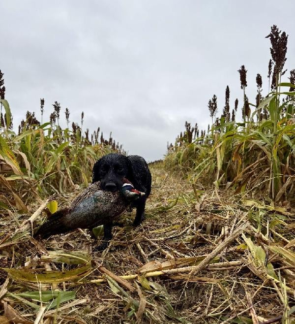 HARD GOING FIELD COCKER. English Cocker Spaniel
