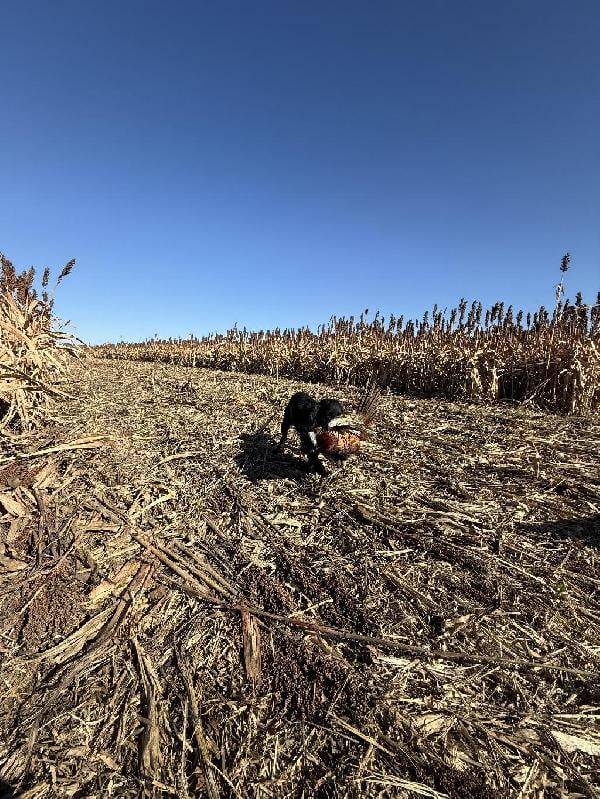 HARD GOING FIELD COCKER. English Cocker Spaniel