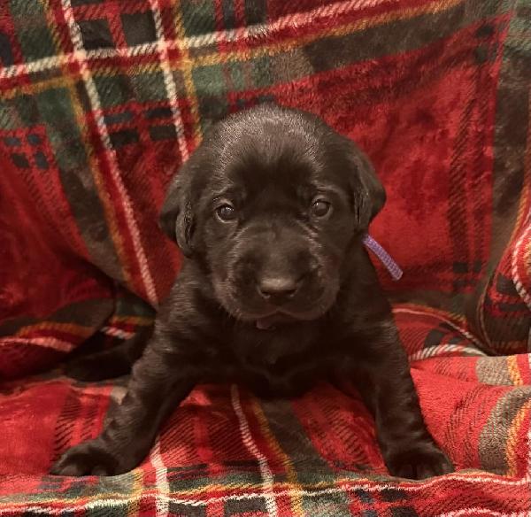 AKC LABRADOR PUPPIES - BLACK FEMALES Labrador Retriever