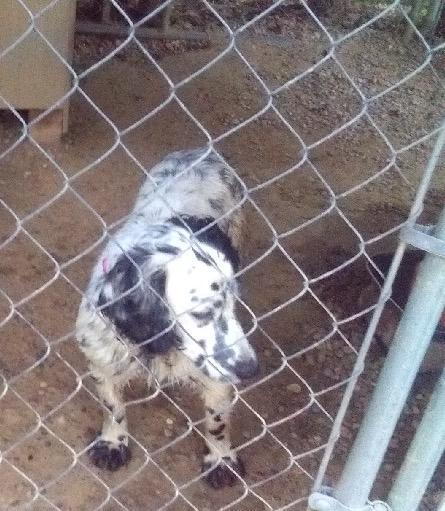 English Cocker Spaniel