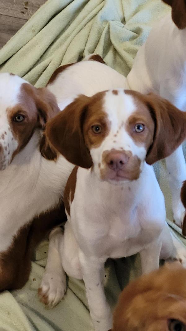 AKC BRITTANY PUPPIES FOR SALE