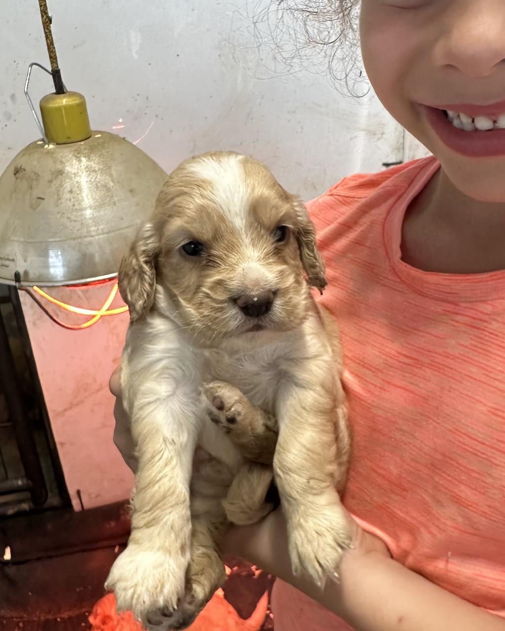 Akc English Cocker Spaniels