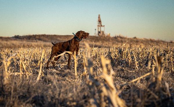 REX X MILLIE C LITTER PRIME SHORTHAIRS MO