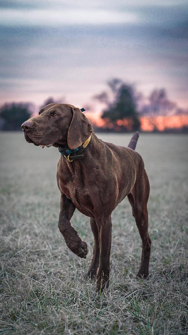 REX X MILLIE C LITTER PRIME SHORTHAIRS MO German Shorthaired Pointer