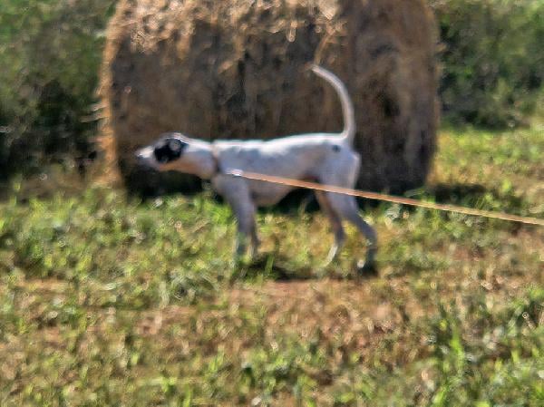 English Pointer