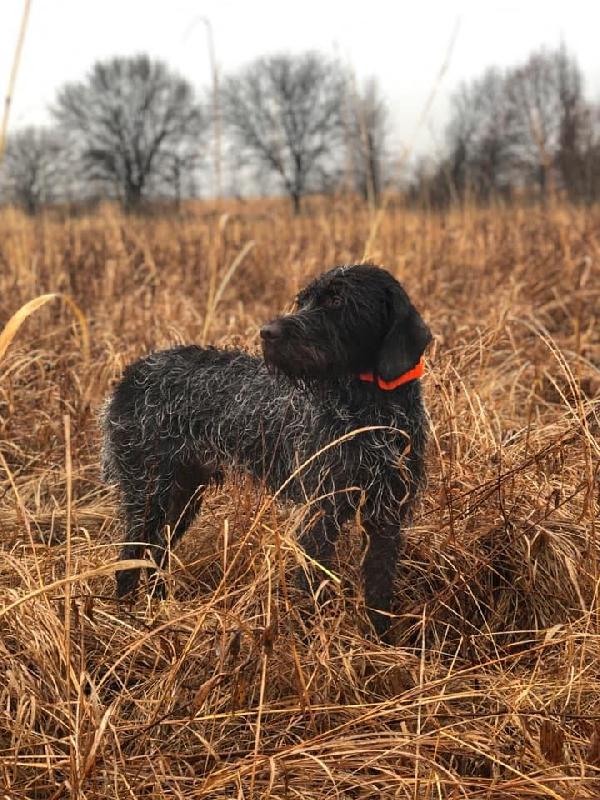 MIDWEST WIREHAIRED POINTING GRIFFON