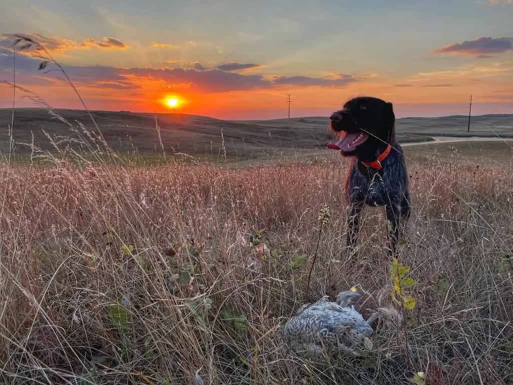 Hun hill clearance kennel