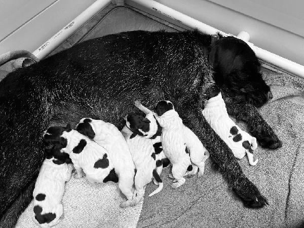 gundogcentral.com