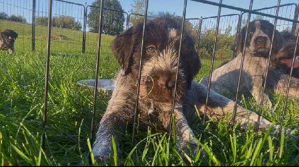 Wirehaired Pointing Griffon