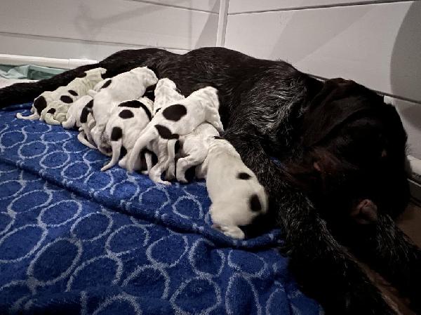 Wirehaired Pointing Griffon