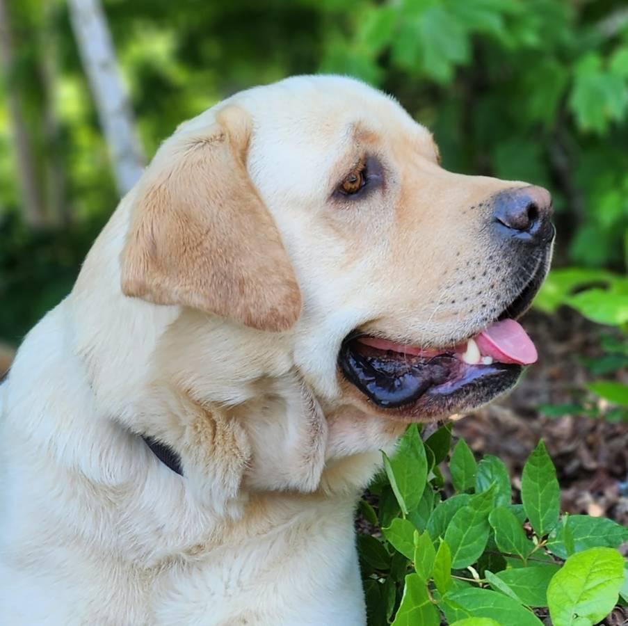 Akc labrador clearance retriever