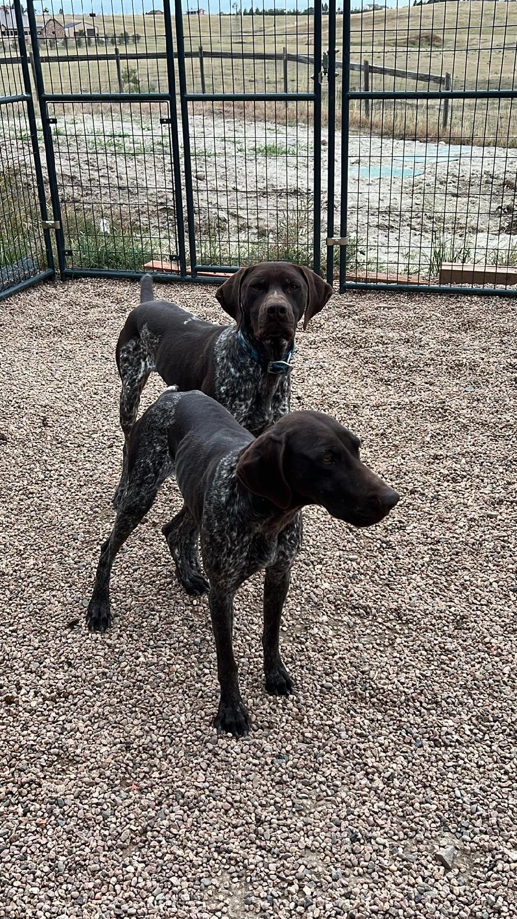 GSP PUPPIES FOR SALE