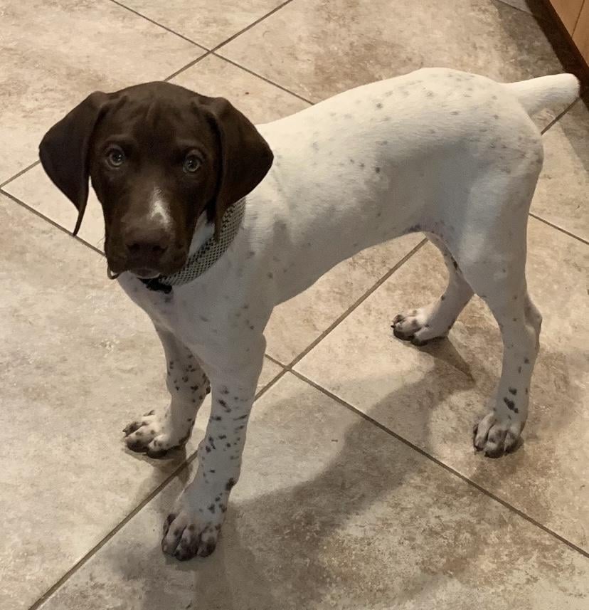 Akc gsp store puppies for sale