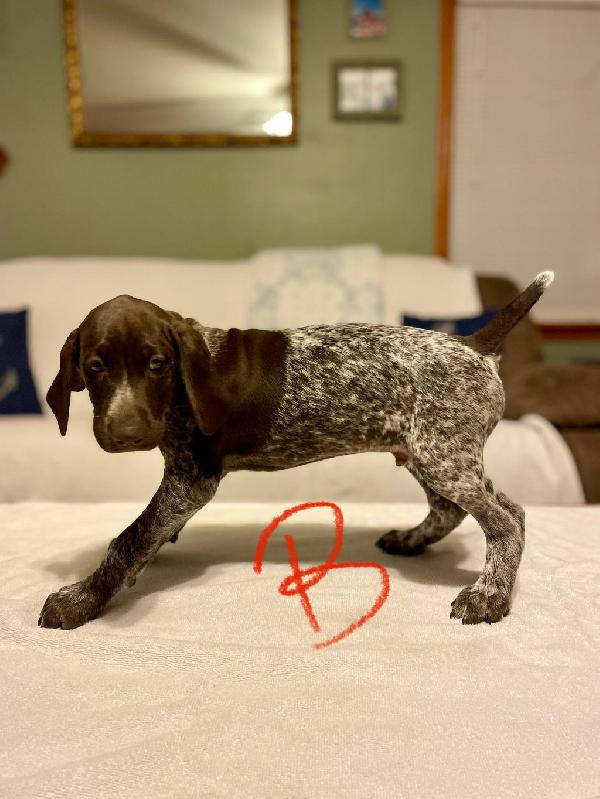German Shorthaired Pointer