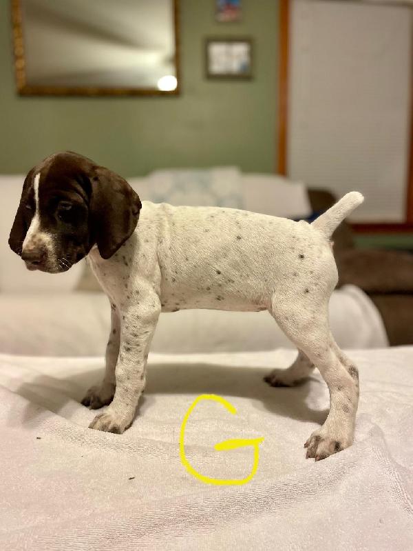 German Shorthaired Pointer