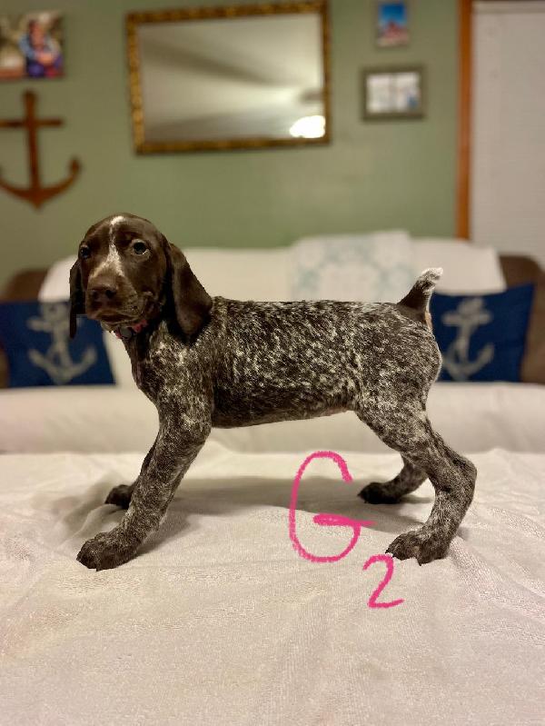German Shorthaired Pointer