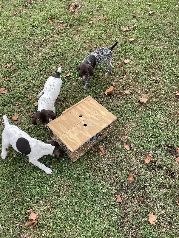 German Shorthaired Pointer