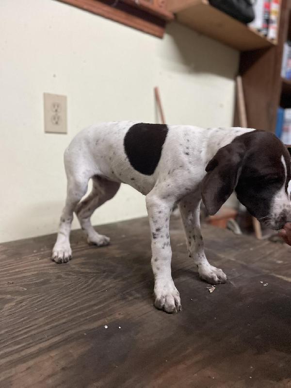 German Shorthaired Pointer