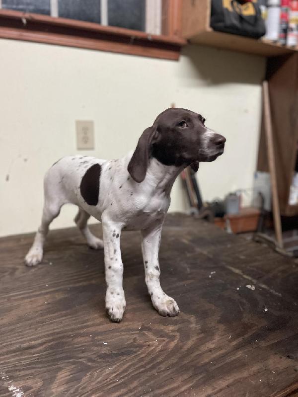 German Shorthaired Pointer