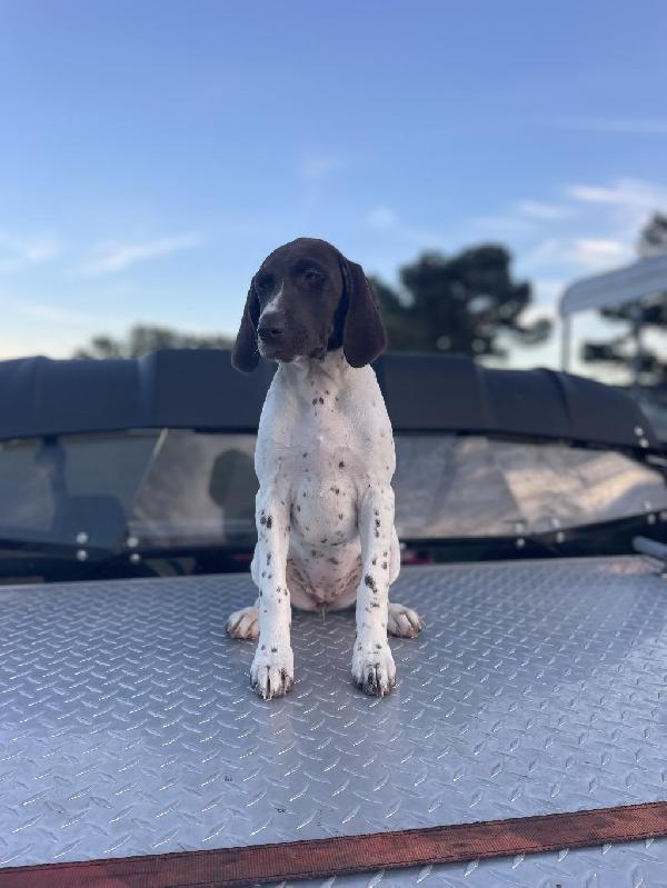 German Shorthaired Pointer