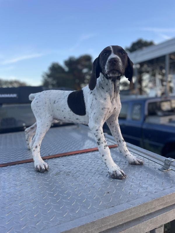 German Shorthaired Pointer