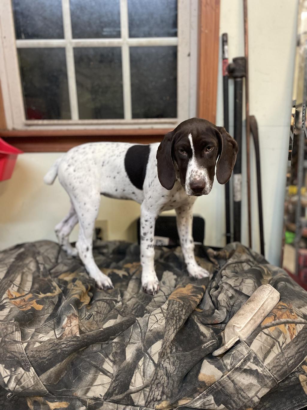 AKC GERMAN SHORT HAIR German Shorthaired Pointer