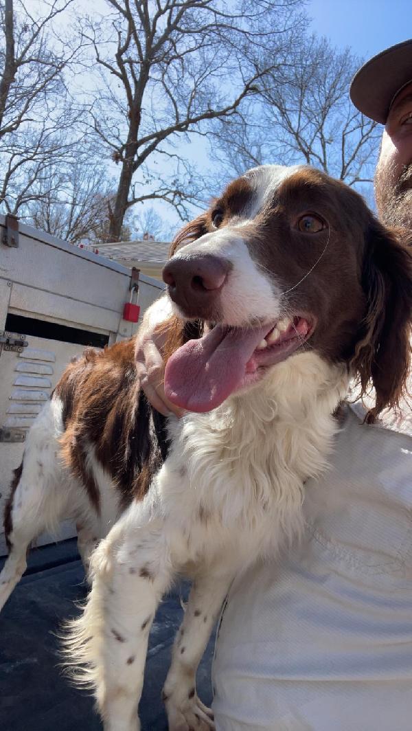American Brittany