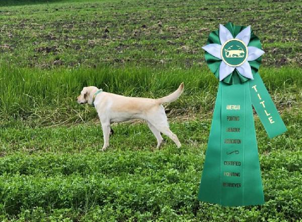 CENTRAL MN IVORY POINTING LAB