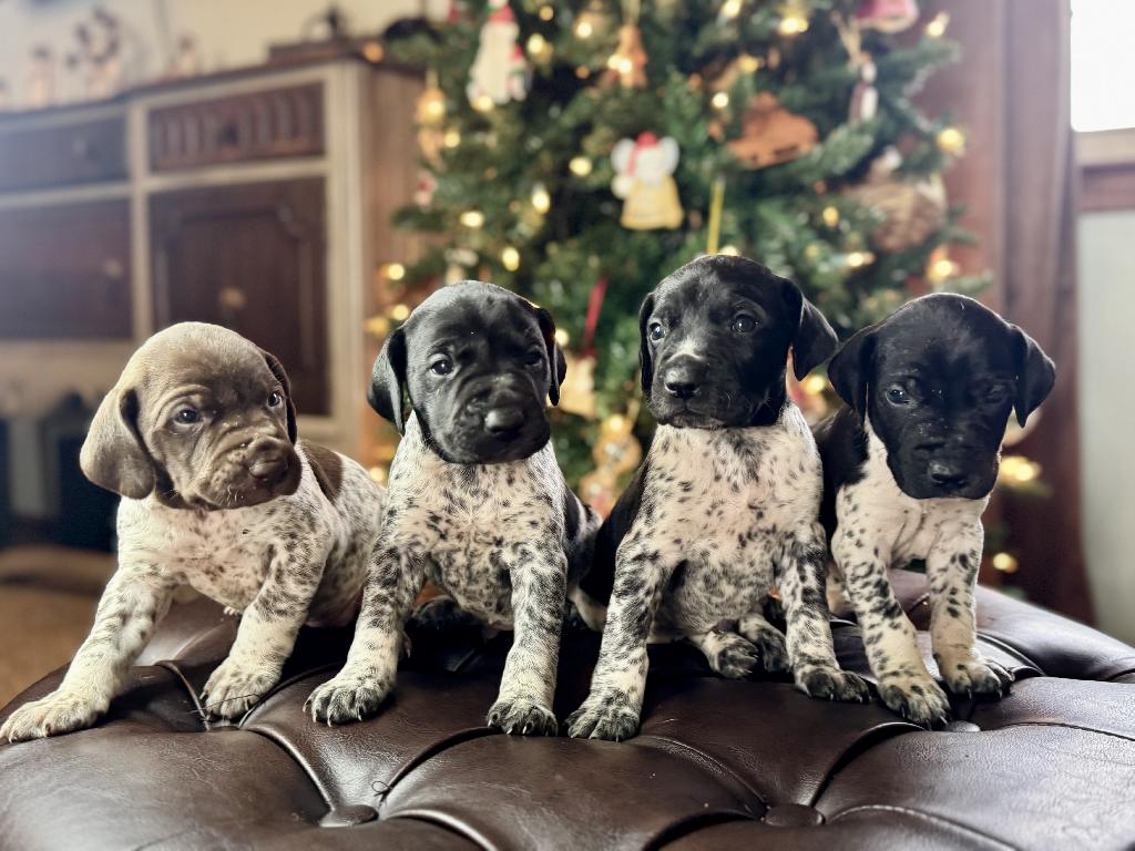 GERMAN SHORTHAIR POINTER PUPS German Shorthaired Pointer