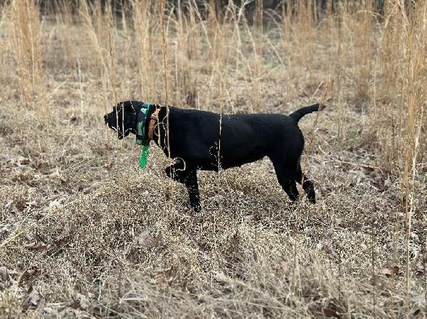 German Shorthaired Pointer