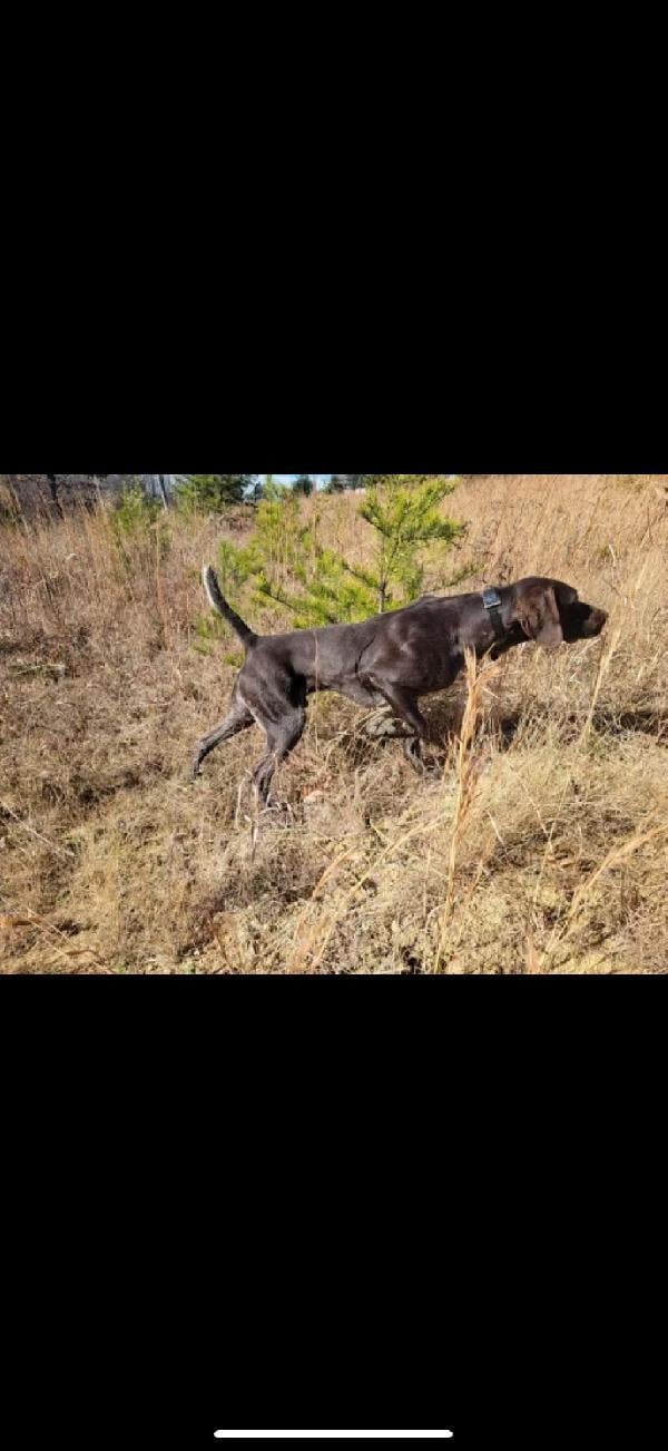 German Shorthaired Pointer