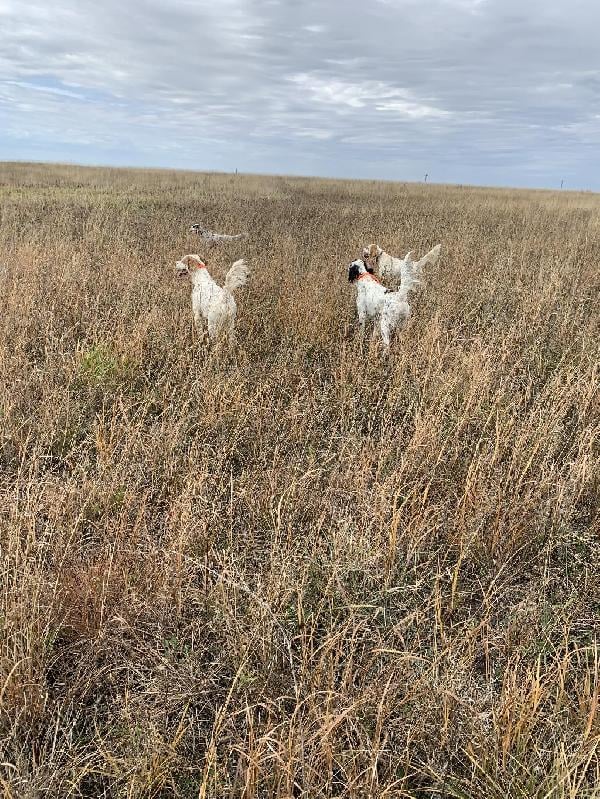 English Setter
