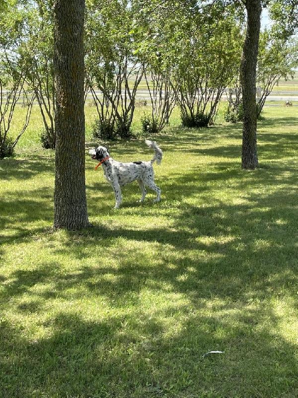 English Setter