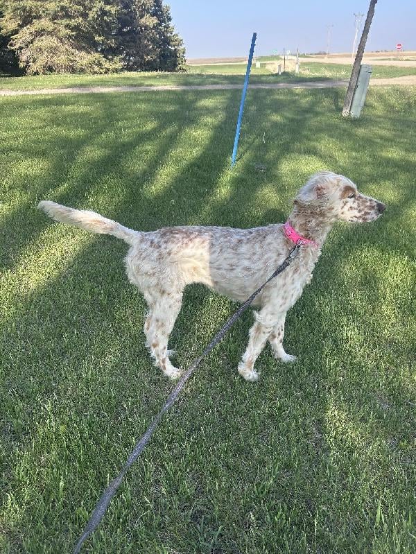 English Setter
